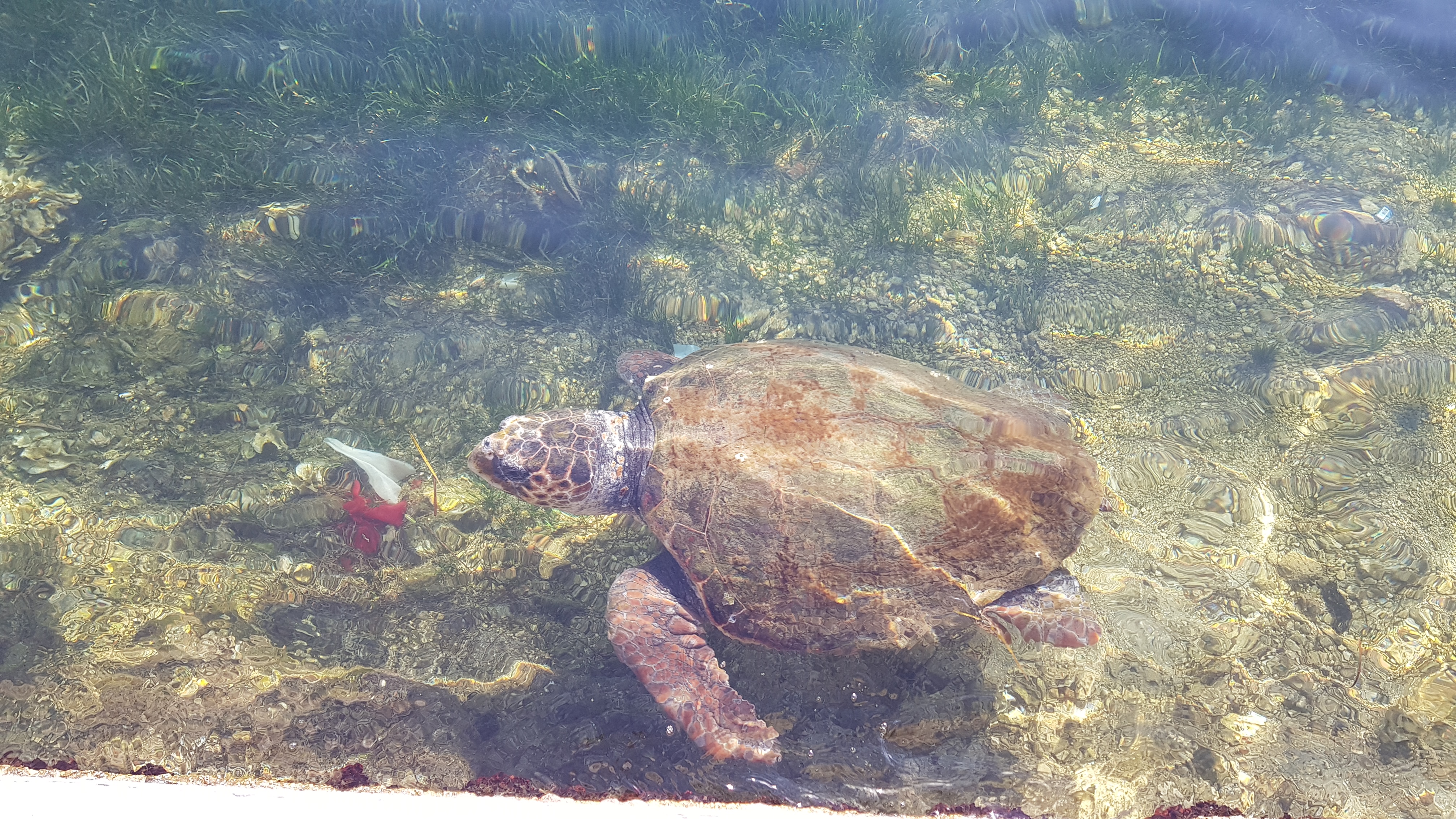 Loggerhead Turtle in Argostoli Harbour