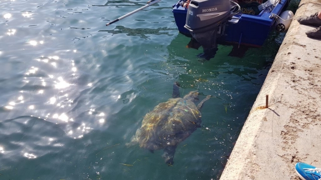 "Barb" the most famous Turtle in Argostoli Harbour