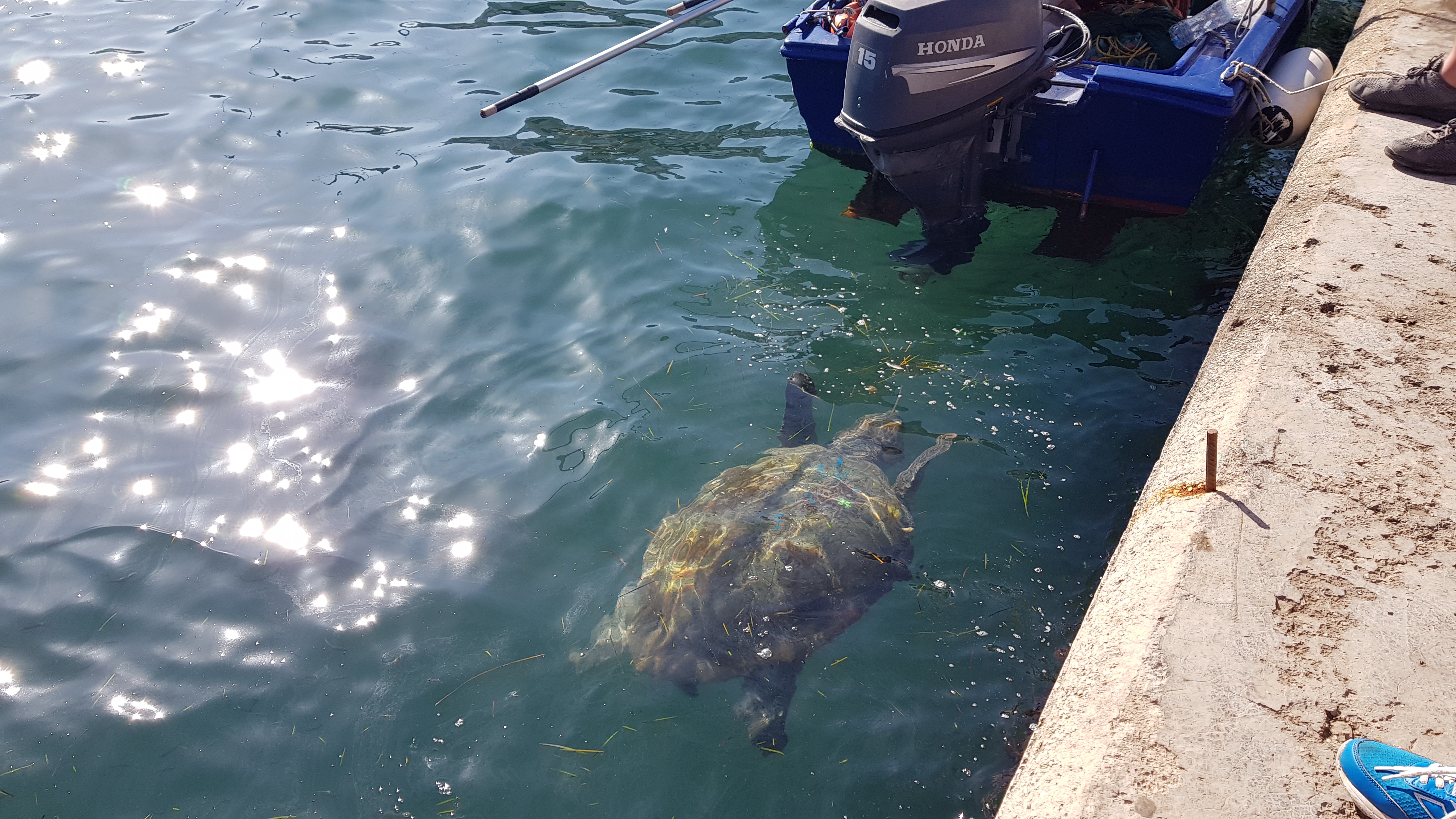 "Barb" the most famous Turtle in Argostoli Harbour