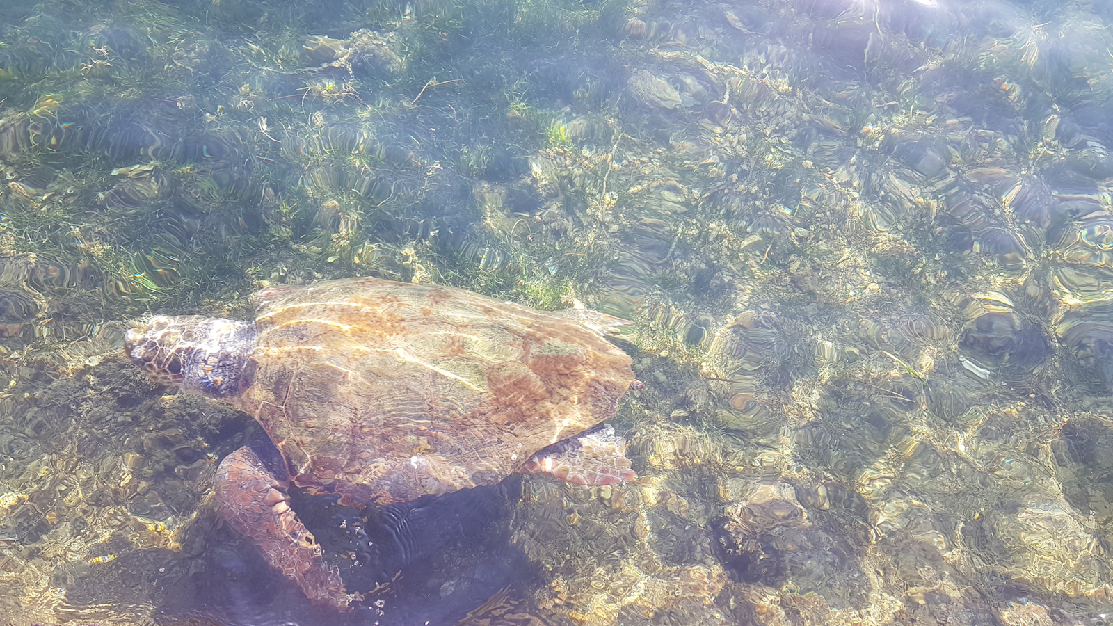 turtles in Argostoli Harbour